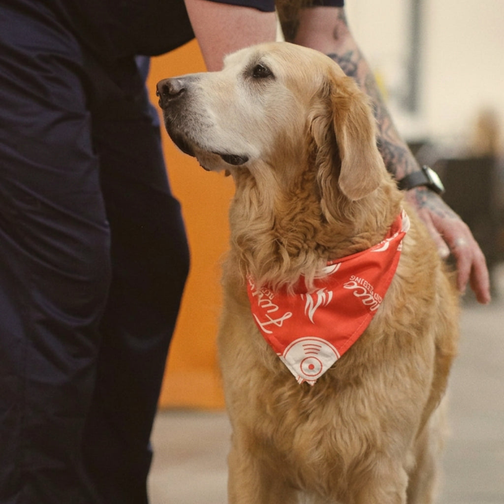 FURness Friends Pet Bandana